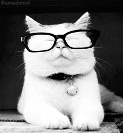 Chat avec des lunettes
