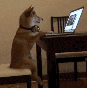 chien assis à une table, devant un ordinateur