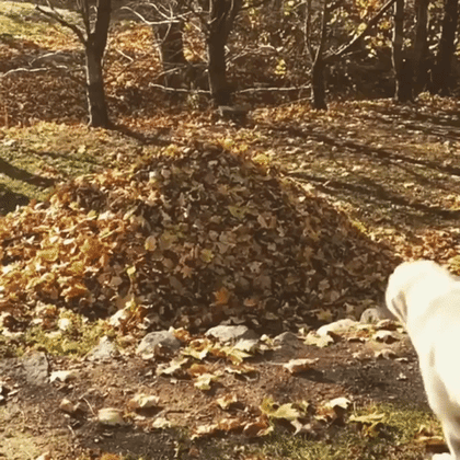 chien sautant dans un tas de feuilles mortes